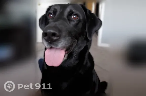 Lost dog, East 117th Avenue, 15984, Commerce City, Boardman - male black lab - photo