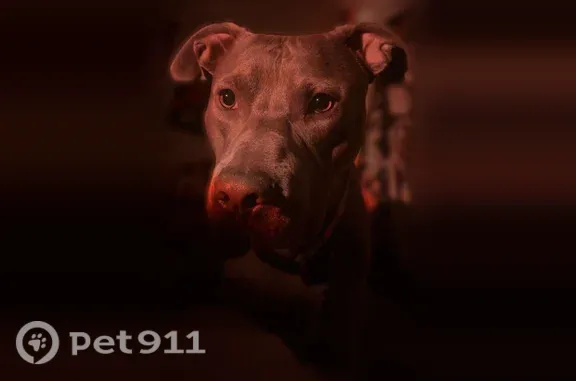 Lost dog, Cannon Drive, Mount Prospect - male - photo
