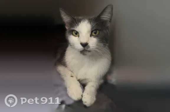 Lost and found pets Gilbert, photo: Lost cat, Gilbert, Arizona - female, all grey and white