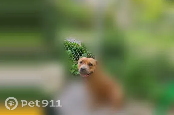 Lost dog, Gregg Street, 960, Kankakee - female, brown Pit Bull - photo