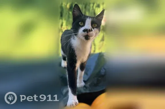 Lost and found pets Dallas, photo: Found cat, Chiquita Avenue, Mountain View, Dallas - female, calm and playful
