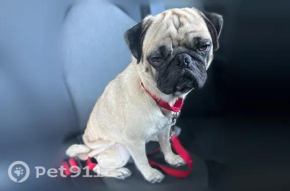 Found dog, Oak Bend Drive, 146...