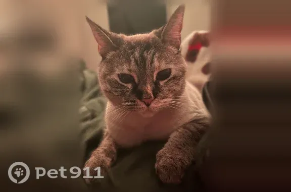 Missing cat El Paso, photo: Lost cat, Ruby Drive, 374, El Paso - beige with gray stripes, blue eyes