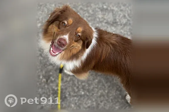 Missing dog Baltimore, photo: Lost dog, North Lakewood Avenue, 1000, Baltimore — female, brown and white