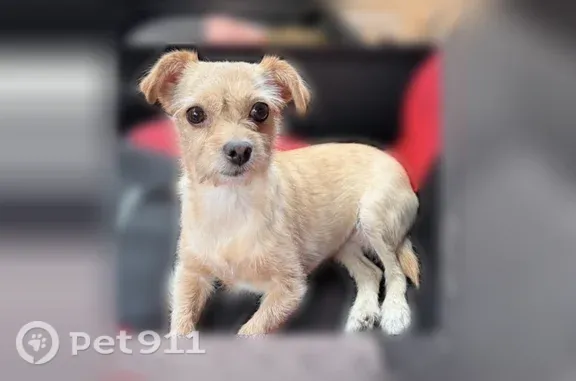 Lost dog, Monteine Trail, 108, Santa Teresa - shy but loving female - photo