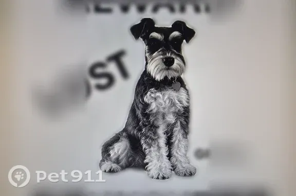 Lost dog, South 88th East Avenue, 9246, Tulsa - female schnauzer with collar, chipped - photo
