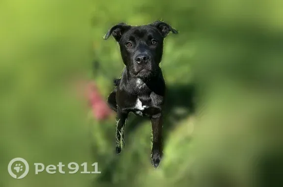 Lost dog, CA 299, 23459, Bella Vista - small dark brown Pitbull Lab mix - photo