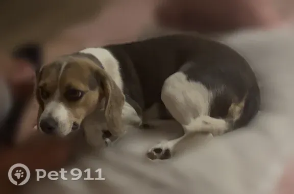 Lost dog, North Troy Hill Road, 435, Colorado Springs - female, gray and white with a little brown on her face - photo