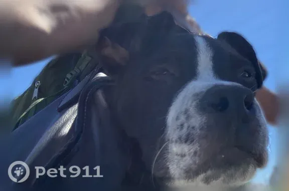Lost dog, Westminster Avenue, 9301, Garden Grove - male with freckle-like spots above mouth - photo