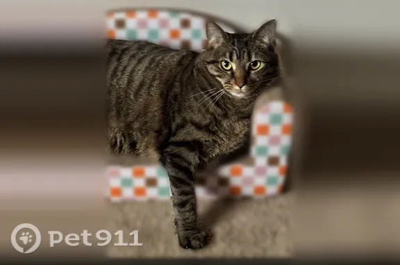 Lost cat, Rosette Drive, Columbus - shy, super friendly tabby - photo