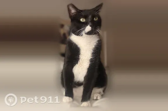 Lost cat, Missouri City, Texas, League City - male tuxedo cat with a cut ear - photo