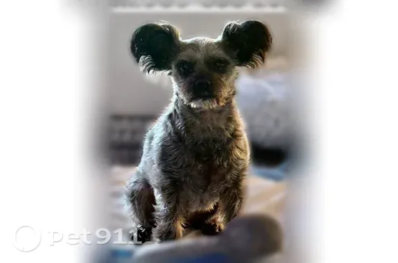 Lost dog, Winged Foot Road, Beaumont, Redlands - female, pointy ears - photo