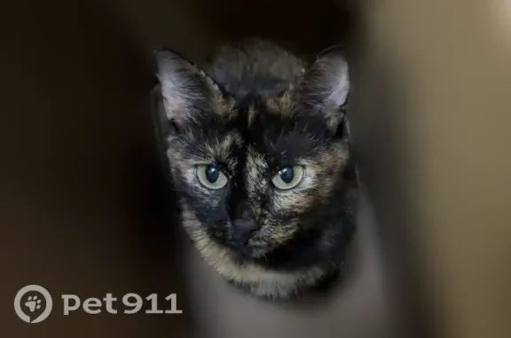 Lost cat, Lee County Road 279, 12172, Valley - very petite spayed tortie - photo