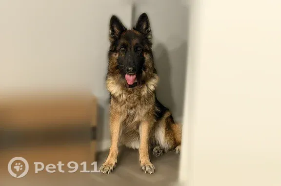 Lost dog, West Ashley Drive, 18009, Goodyear — female, long-haired German shepherd - photo