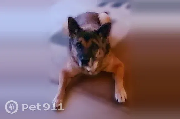 Lost dog, Horne and Stapley and Brown and McKellleps, Phoenix, Arizona - 16 years old, male - photo