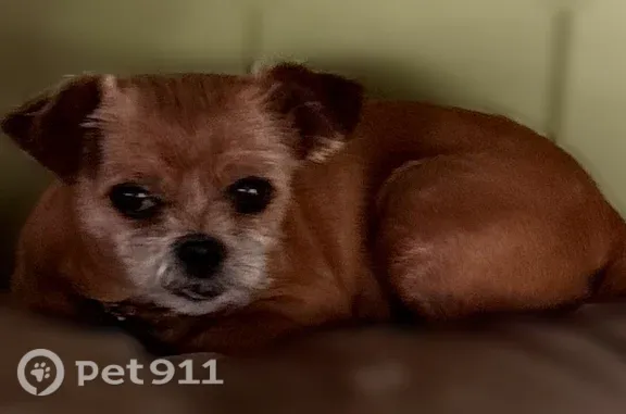 Lost dog, Church Street, 134, Hiram — male, tan with a white face - photo