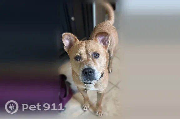 Lost dog, Lutheran Home Drive, 12, Telford - medium-sized male, skittish - photo