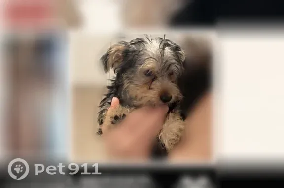 Lost dog, South Fair Avenue, 198, Batesburg-Leesville - small Yorkie, male - photo