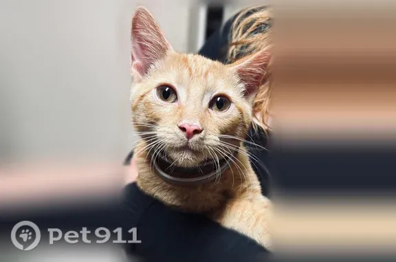 Lost cat, U.S. 385, 1910, Odessa - orange, medium size - photo