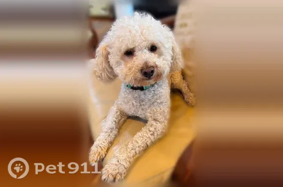 Missing dog Albuquerque, photo: Lost dog, Park Lane Northwest, 9900, Albuquerque - male poodle with a turquoise collar