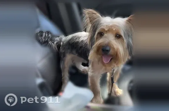 Lost dog, Hubbell Street, 19000, Detroit - male - photo