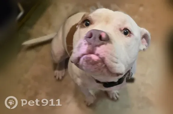 Found dog, Oklahoma 9, 413032,...