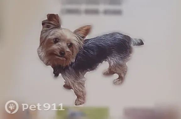 Lost dog, NE 83rd St & NE 217th Ave, Battle Ground - male, thin blue harness - photo