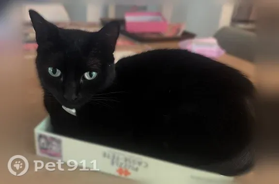 Lost cat, South Gordon Street Southwest, 1731, Atlanta — small black female cat with green eyes - photo