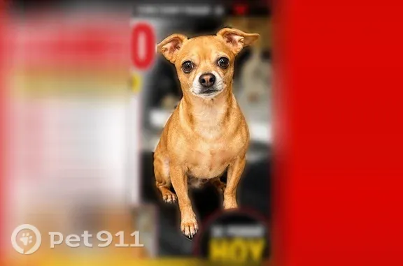 Found dog, West 6th Street, 18...