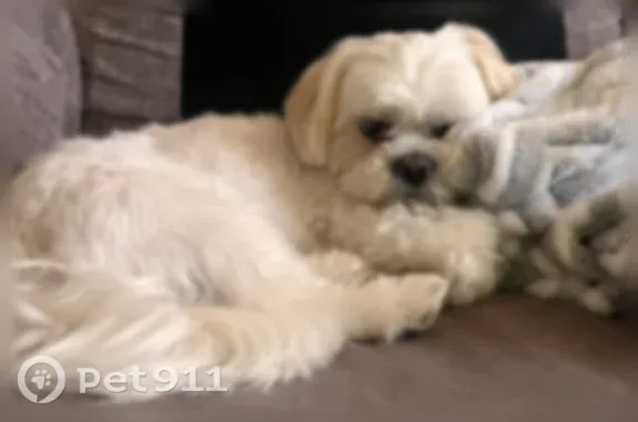 Lost dog, Pendale Road, 1500, El Paso - male, white shih tzu with one cherry eye - photo