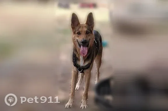Found dog, Record Crossing Roa...
