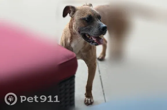 Found dog, South 13th Street,...