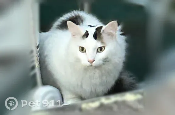 Lost cat, Forest Road, 43755, Deer River, Alder - male, long white hair, neutered - photo