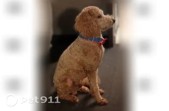 Lost dog, Raytown Road, Kansas City - scared Goldendoodle - photo