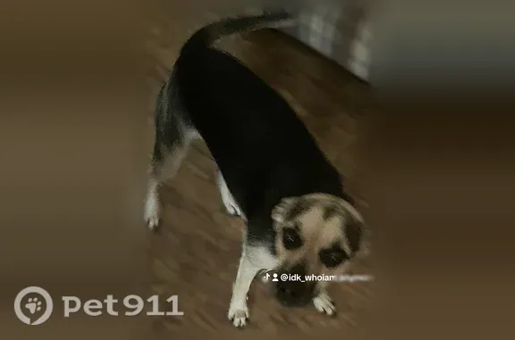 Lost dog, Glory Hole Road, Georgia, Waxhaw — male Chihuahua terrier mix - photo