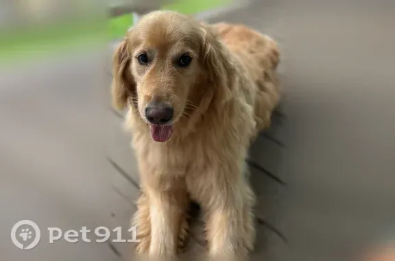 Lost dog, U.S. 431, 22325, Guntersville - female, friendly, reddish-pink collar - photo