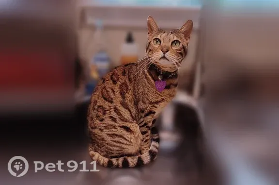 Lost cat, Cambridge Lane, Athens - Bengal, 14 years old - photo