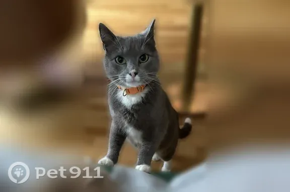 Missing cat Female, Atlanta (usl544649) - photo