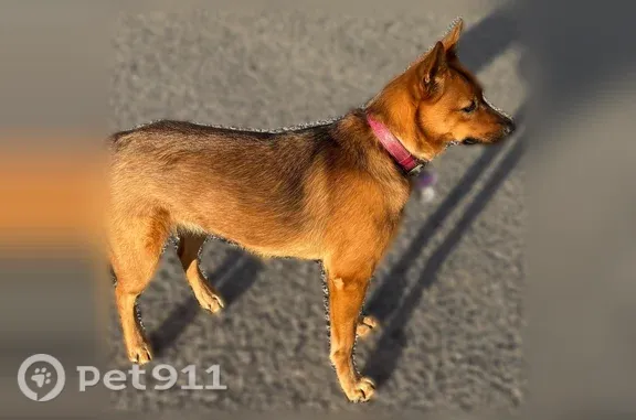 Lost dog, Northwest Loop 410, 6301, San Antonio - timid, sweet female - photo