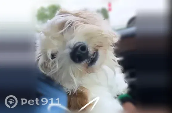 Lost dog, female, Holtville Road, 7152, Wetumpka, Atlanta - photo