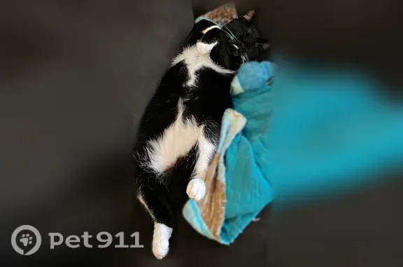 We moved from Washington state to Idaho Falls, ID. Loki got out sometime Sunday afternoon. He is an indoor cat, and currently has claw caps on (pink and blue glitter). He is a very friendly guy and I’m sure he’s missing some meals, if he hasn’t found some friends in this unknown area. He has white mittens, white socks, and has white markings on his neck and belly. He sports a milk mustache on his right upper lip.