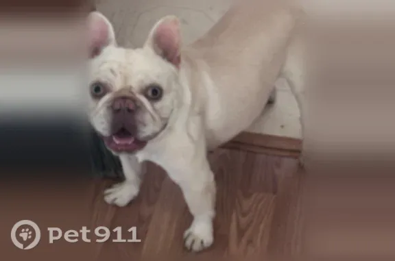 Lost dog, South Street, 797, Flippin - white with blue eyes - photo