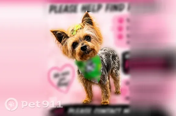 Lost dog, Bauxite, Arkansas - female with a short haircut - photo
