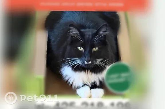Lost cat, 183rd Street Southwest, 3904, Lynnwood - male, tuxedo, big green eyes - photo