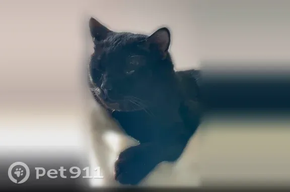 Missing cat Everett, photo: Lost male cat, Bluff Place, Everett — black, no collar