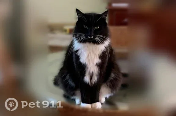 Tuxedo domestic longhair • black and white tuxedo with a distinctive white 'mustache' marking on its nose coat