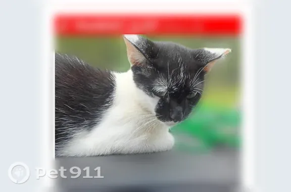 Found cat, Jefferson Road, 349...