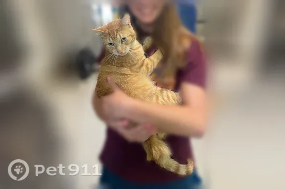 Graham is a 4 year old, male cat that weighs 10lbs. He is an orange tabby cat. He has green eyes. Graham is nurtured. His tail bends like an elbow at the start of it (near his butt). He is extremely skittish but if you are able to grab him, please do.