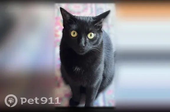 Lost cat, Lake Carolyn Parkway, 1001, Irving - female, crooked tail tip - photo