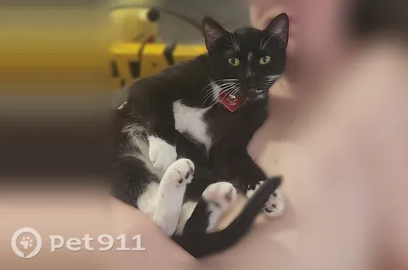 He is a tuxedo cat un neutered. He has a white flea collar on with no tag. He is skiddish but sweet